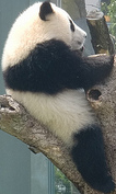 Query image: a close-up crop of a panda.